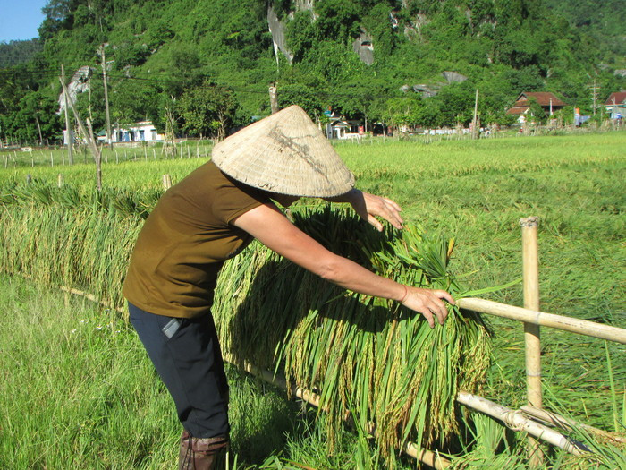 Lúa đổ sau khi gặt xong được bó nhỏ đem phơi để ráo nước sau mới đem về nhà. Ảnh: Bá Hậu