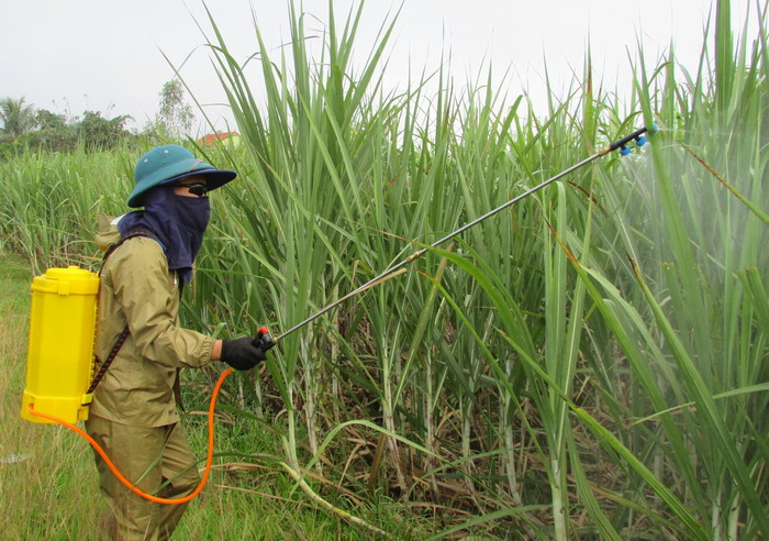 Bà con nông dân huyện Nghĩa Đàn phun thuốc phòng trừ rệp xơ bông trắng hại mía. Ảnh: Minh Thái