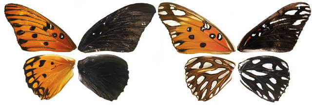 Khi các nhà nghiên cứu sử dụng công nghệ chỉnh sửa gene màu sắc của cánh bướm đã chuyển sang chỉ còn đen và trắng - Ảnh: CORNELL