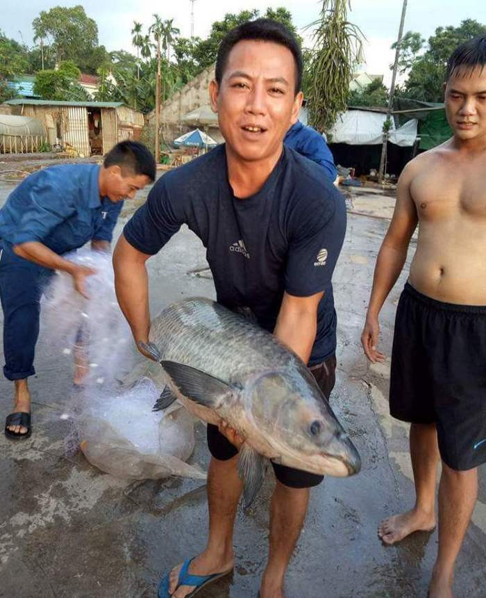  Con cá trắm đen có trọng lượng hơn 20kg vừa được anh Nam bắt được. Ảnh: CTV