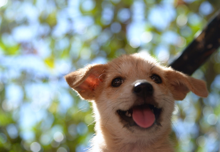 Nụ cười của chú chó ngày nắng lên. Nụ cười của động vật thật đáng yêu và luôn khiến tâm trạng chúng ta vui vẻ hơn.