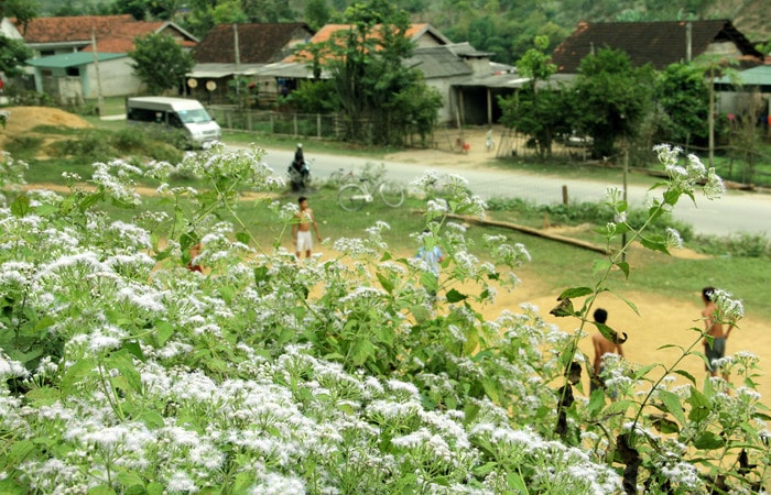 Hoa yến bach nở vào tháng mười âm lịch. Vào kỳ nở rộ, hoa nhuộm trắng những triền đồi từ trung du đến rẻo cao. Có lẽ chính màu trắng tinh khiết của nó nên loài hoa được gọi bằng cái tên rất kiêu sa, yến bạch.