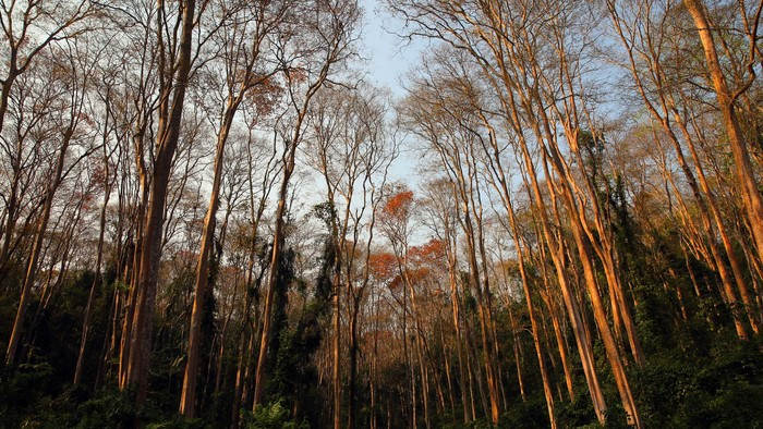 Khu rừng có QL 7 chạy qua, cách QL 1A chừng 130km, thuộc địa phận bản Quang Thịnh, xã Tam Đình, huyện Tương Dương.