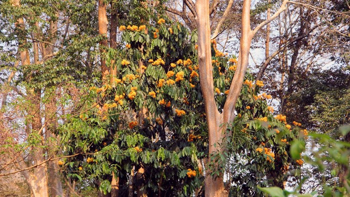 Mùa săng lẻ trút là cũng là mùa của loài hoa vàng anh khoe sắc tạo nên sự đa dạng về màu sắc cho khu rừng này. Ảnh: Hồ Phương