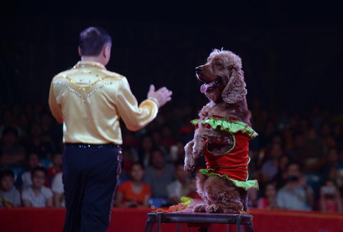 Thú xiếc không giống thú cưng. Khi các diễn viên thú lên sàn, khán giả ồ lên “Dễ thương quá, đáng yêu quá”. Nhưng chúng không phải là thú cưng và chúng biểu diễn không phải vì sở thích. Chúng lao động.