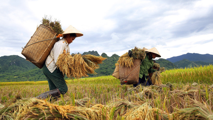 Miền tây Nghệ An với 10 huyện, 1 thị xã. Hầu hết các địa phương đều canh tác lúa nước, trong đó có cộng đồng người Thái.