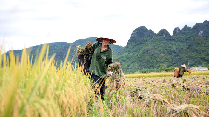 Trải qua nhiều thế hệ canh tác lúa nước, hiện nay bà con đã biết dùng những giống lúa mới cho năng suất cao. Ước tính hàng năm, nắng suất lúa của xã Lục Dạ đều trên 60 tạ/ha.
