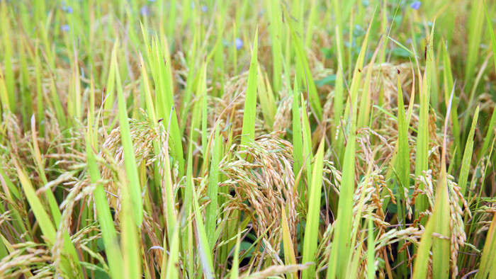 Những bông lúa trĩu nặng đã chín vàng trên cánh đồng ruộng bậc thang báo hiệu một mùa gặt mới. Ảnh: Hữu Vi