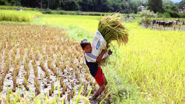 Mỗi độ lúa chín, những em nhỏ tranh thủ ngày nghỉ để theo bố mẹ đi gặt lúa.