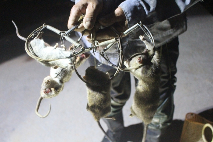 Với kinh nghiệm diệt chuột hàng chục năm nay, hơn 100 cái bẫy đặt thì có khoảng 50 con dính vào bẫy của ông. Ảnh: Việt Hùng