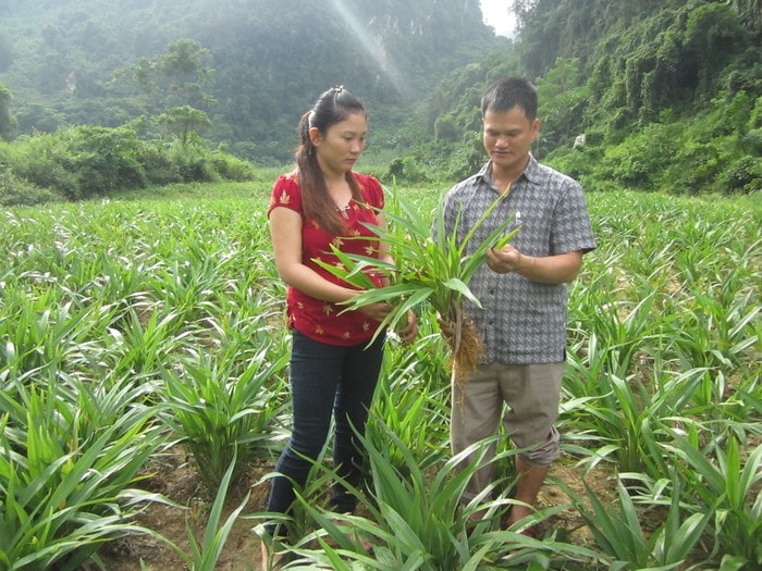 Những diện tích rễ hương trồng ở lèn đá, khí hậu mát mẻ nên cây phát triển rất tốt. Ảnh: Bé Vinh