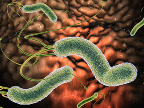 Vi khuẩn HP là một loại xoắn khuẩn vô cùng nguy hiểm. Ảnh minh họa.