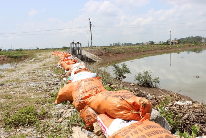 Bà con sử dụng bao cát ngăn nước mặn khi thủy triều xâm nhập vào hồ tôm