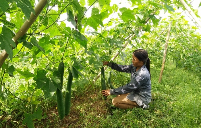 Gia đình chị Lê Thị Lương ở thôn 3 xã Cẩm Sơn trồng bí xanh trái vụ cho nhập cao. Thái Hiền