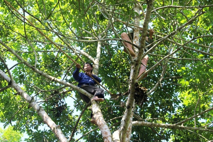 Trèo cây đã khó, chọc được quả trám trên cây lại còn khó hơn. Người trèo trám phải lựa chọn các tư thế phù hợp, vừa giữ thăng bằng, vừa dùng sào để chọc được quả. Những cây trám lớn, thường 2 - 3 người phối hợp cùng trèo một cây, mỗi người hái một nhành lớn. Họ thường chọn ngày nắng ráo để hái trám, chỉ khi trám chín đồng loạt, phải hái gấp mới đi trèo trám trong mưa (tiềm ẩn nhiều nguy hiểm hơn). Ảnh: Huy Thư