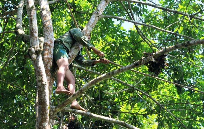 Khi đã trèo lên cây, người trèo trám phải trổ hết các “chiêu” đứng, ngồi, víu với, kẹp vào chạng 3…để chọc quả, dù mỏi mệt cũng cố hái xong mới xuống, không lên xuống cây trám nhiều lần, tốn sức. Ảnh: Huy Thư