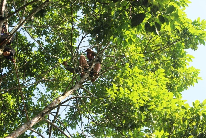 Một pha chọc trám mạo hiểm: Người trèo nằm ngửa, chân quặp cành cây, hai tay cầm sào chọc quả, không hề có bảo hiểm, dù chỉ là một sợi dây. Anh Lưu Văn Thắng ở xóm 5, xã Thanh Nho (Thanh Chương) cho biết: Trám là cây thân giòn dễ gãy, trèo trám khá nguy hiểm, từ trước đến nay đã xảy ra nhiều vụ trèo trám bị rơi, gãy tay chân, bại liệt, chết người. Ảnh: Huy Thư