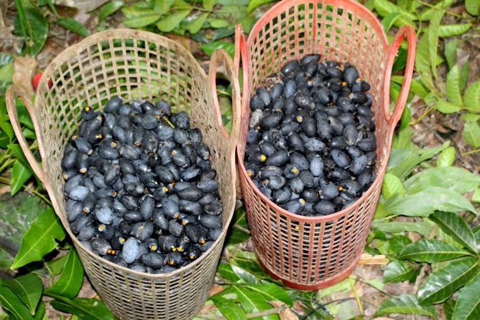 Những giỏ trám đen lóng lánh, béo bùi nhưng để hái được nó thật sự là lắm công phu, nhiều lúc còn đánh đổi cả tính mạng. Ảnh: Huy Thư