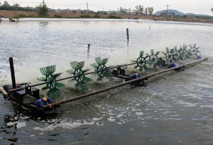 phòng chống dịch bệnh cho tôm
