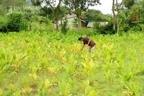 Cả đám nghệ của gia đình bà..... bị vàng lá một cách khó hiểu. Ảnh: Xuân Hoàng