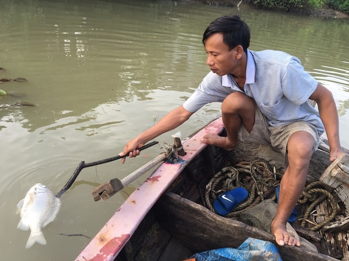 Người dân vớt cá chết lên từ sông Mai