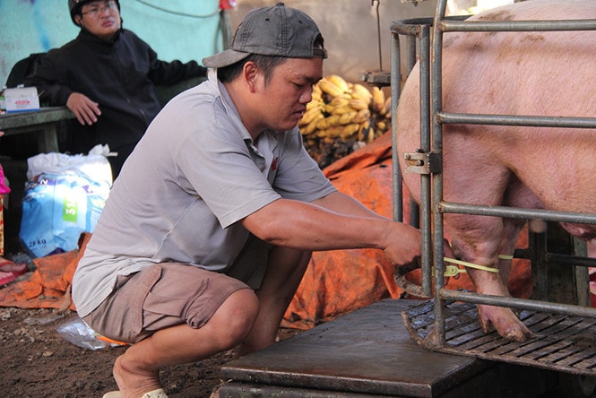 Thương lái đang đeo vòng cho heo tại trang trại của ông Đào Hữu Thuận huyện Thống Nhất, Đồng Nai