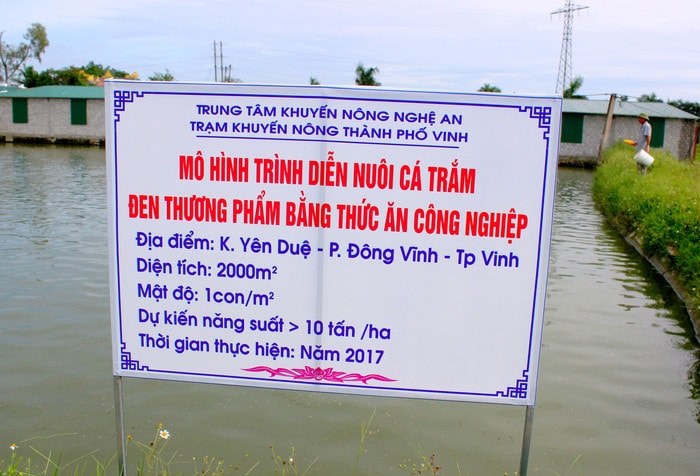 Mô hình nuôi cá trắm đen bằng thức ăn công nghiệp. Ảnh: Quang An