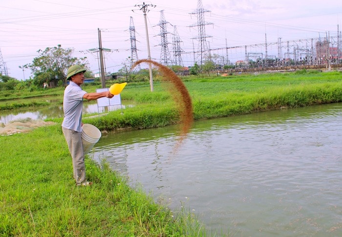 Cá được cho ăn 2 lần/ngày bằng thức ăn công nghiệp. Ảnh: Quang An