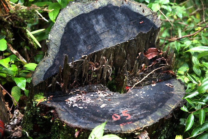 Một gốc pơ mu đã bị đốn hạ từ vài năm trước tại rừng phòng hộ thuộc địa bàn xã Lưu Kiền. Ảnh: P.V