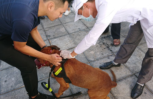 benh-dai-gay-chet-nguoi-co-xu-huong-tang-o-viet-nam