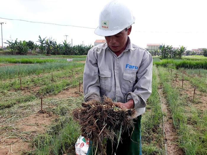Anh Hoàng Văn Thái ở xã Quỳnh Lương thu hoạch hơn 1 sào hành hoa, do mất mùa nên năng suất chỉ còn khoảng 600 kg hành/sào. Ảnh: Việt Hùng