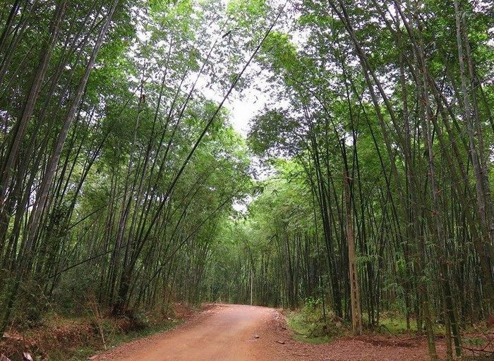 Đường vào bản Bãi Gạo khi chưa rải nhựa đã có cảnh đẹp thanh bình của làng quê vùng cao. Ảnh: Tường Vi