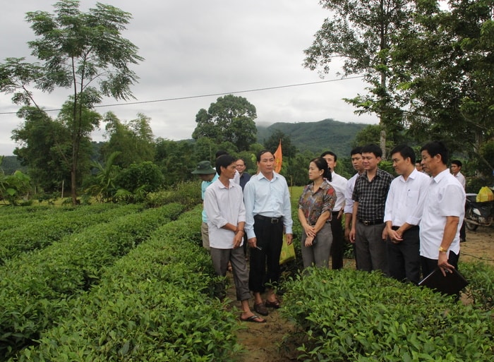 Đoàn giám sát tìm hiểu mô hình trồng chè của gia đình ông Lương Văn Toàn. Ảnh: Minh Chi