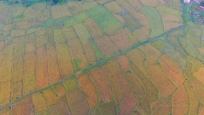 Cánh đồng lúa Châu Thuận (Quỳ cHaau0 nhìn từ trên cao. Ảnh: Sách Nguyễn