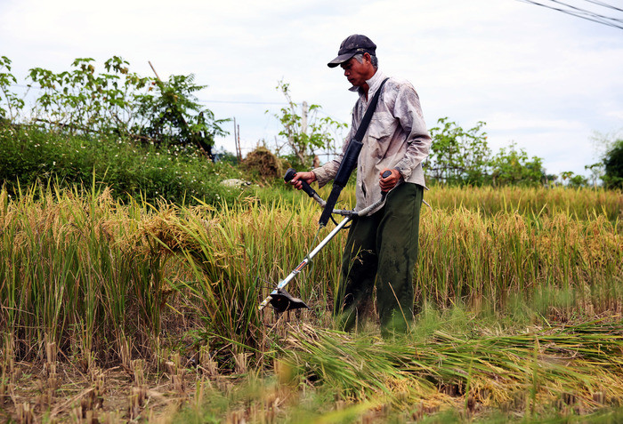 Người dân bản (Tương Dương)gặt lúa bằng máy gặt cầm tay. Ảnh: Hồ Phương 