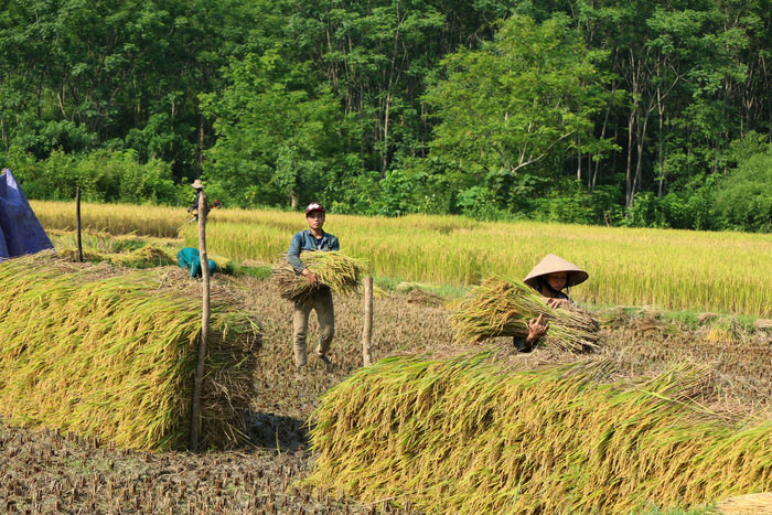 Gom lúa (chụp tại Kỳ Sơn). Ảnh: Đào Thọ