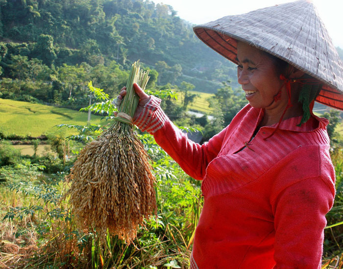 Niềm vui mùa lúa rẫy. Ảnh: Đào Thọ