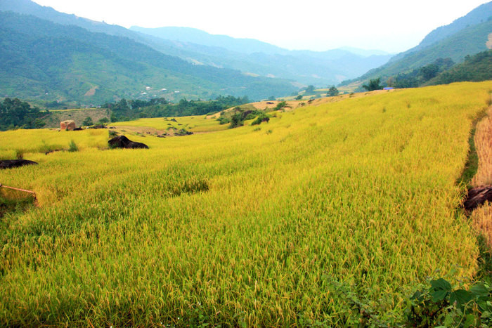 Những thảm lúa trên ruộng bậc thang ở Na Ngoi, Kỳ Sơn. Ảnh: Đào Thọ