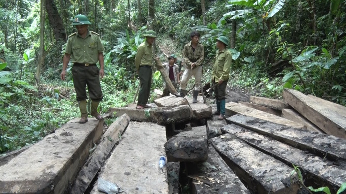 Cơ quan chức năng kiểm đếm gỗ tang vật tại xã Tam Hợp. Ảnh: P.V