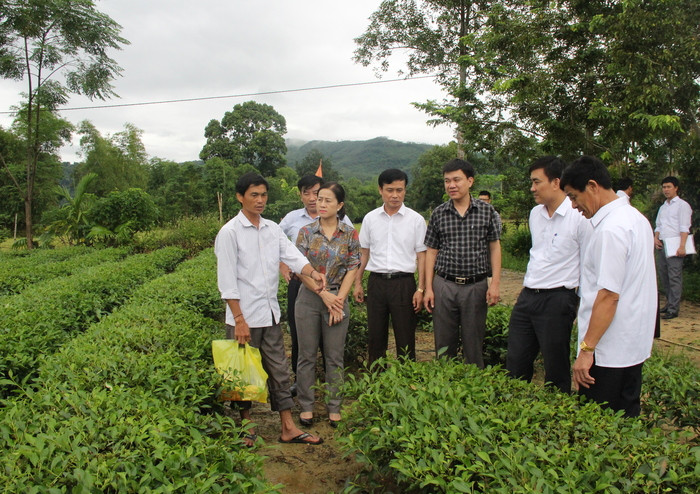 Đoàn giám sát thực tiễn triển khai chính sách hỗ trợ phát triển chè tại bản Vều, xã Phúc Sơn. Ảnh: Minh Chi