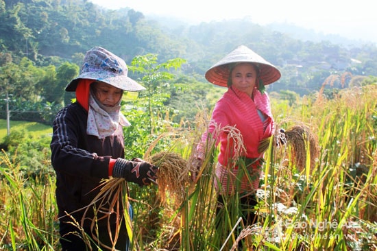 Lúc này, bà con lại nô nức ra đồng thu hoạch. Tuy nhiên, khác với những vùng thuận lợi như ở miền xuôi, nơi đây nhiều người vẫn còn sử dụng những dụng cụ thu hoạch lúa rất thô sơ. Ảnh: Đào Thọ