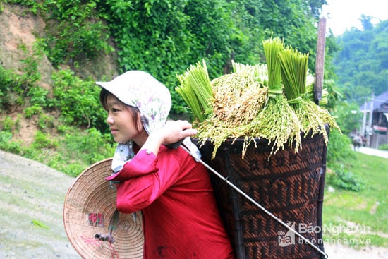 Không có các loại xe để chuyên chở, người dân vùng cao bế từng gùi lúa nặng trĩu sau lưng về nhà. Ảnh: Đào Thọ