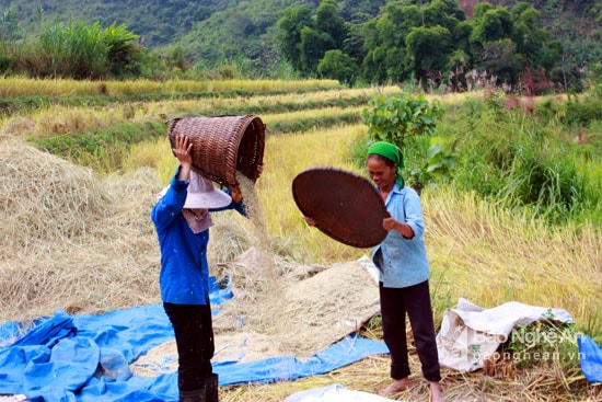Nếu lúa được phơi ngay tại ruộng thì việc quạt lúa cũng rất đơn giản. Ảnh: Đào Thọ