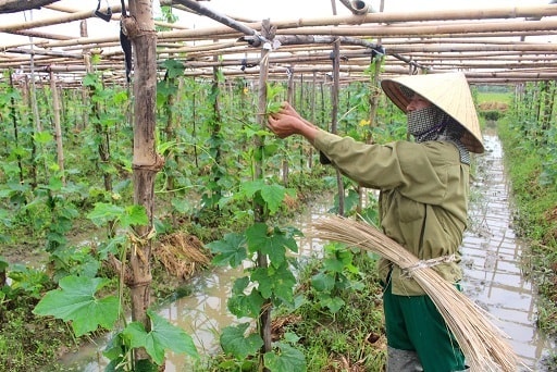 Nông dân xã Quỳnh Giang (Quỳnh Lưu) chăm sóc mướp vụ đông. Ảnh: Việt Hùng