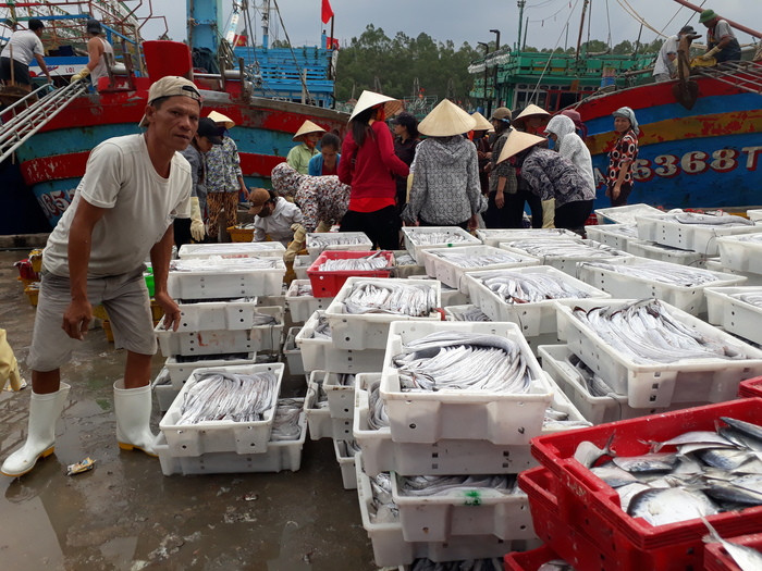 Mỗi năm, xã Sơn Hải xuất khẩu sang Trung Quốc hơn 1.000 tấn cá hố