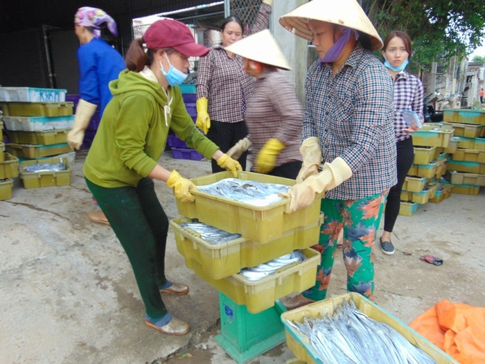 Các thương lái phân loại cá chuẩn bị cho xe vận chuyển đi tiêu thụ ở các nước. Ảnh Hồng Diện