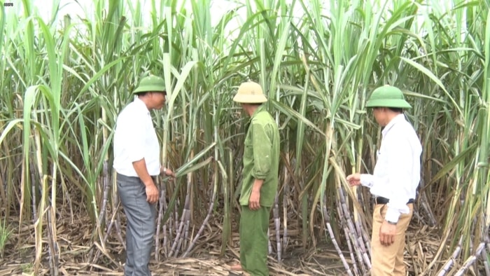 Kiểm tra mô hình trồng mía tập trung ứng dụng khoa học kỹ thuật. Ảnh: Phương Thảo