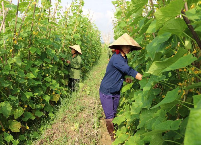 Nông dân xã Cẩm Sơn (Anh Sơn) thu hoạch dưa chuột vụ sớm. Ảnh: Thái Hiền.