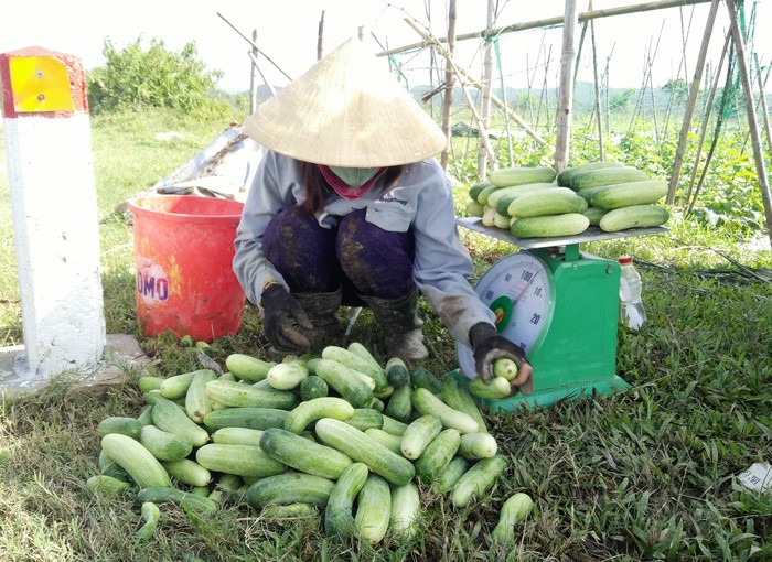 Mỗi sào dưa cho năng suất từ 1 - 1,5 tấn, khi trừ chi phí bà con thu lãi 7 - 10 triệu đồng. Ảnh: Thái Hiền