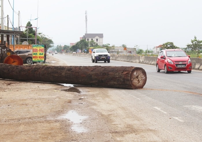 Việc kéo gỗ như trên gây mất ATGT, tiềm ẩn nguy cơ tai nạn trên đường. Ảnh: Việt Hùng